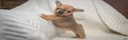 French Bulldog dogs for sale: Daisey - Ad 1