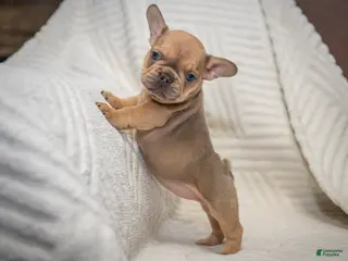 French Bulldog dogs Daisey - Ad 39