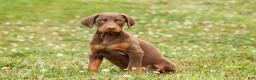Doberman Pinscher dogs for sale: DUKE - Ad 15