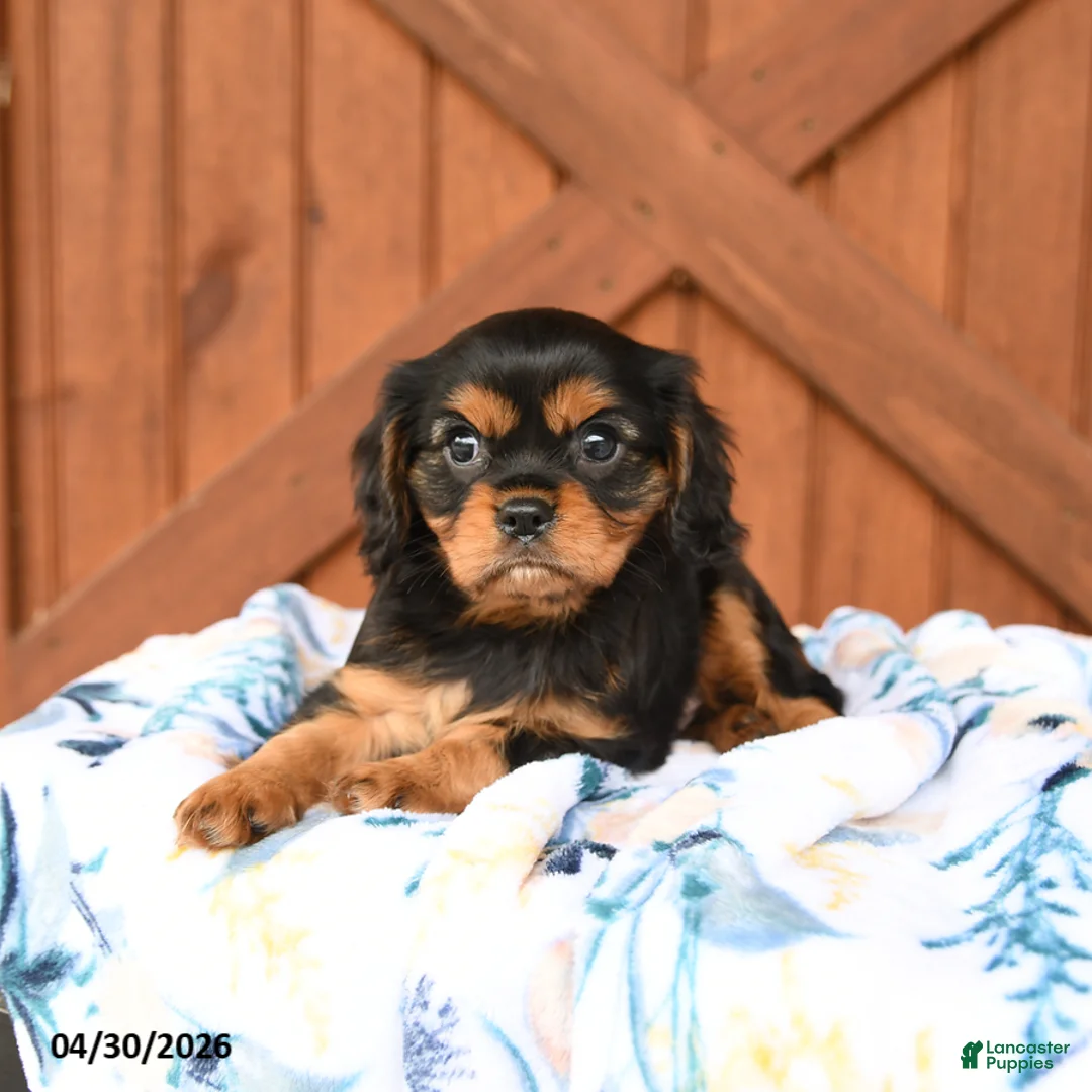 Cavalier King Charles Spaniel dogs for sale: Duke - Ad 2