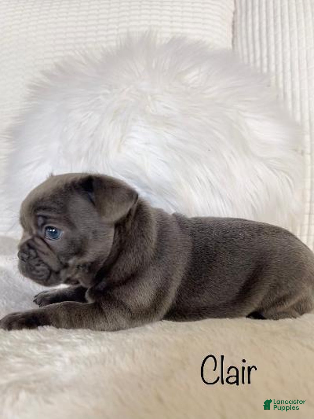 Mixed Breed dogs for sale: Clair - Ad 4