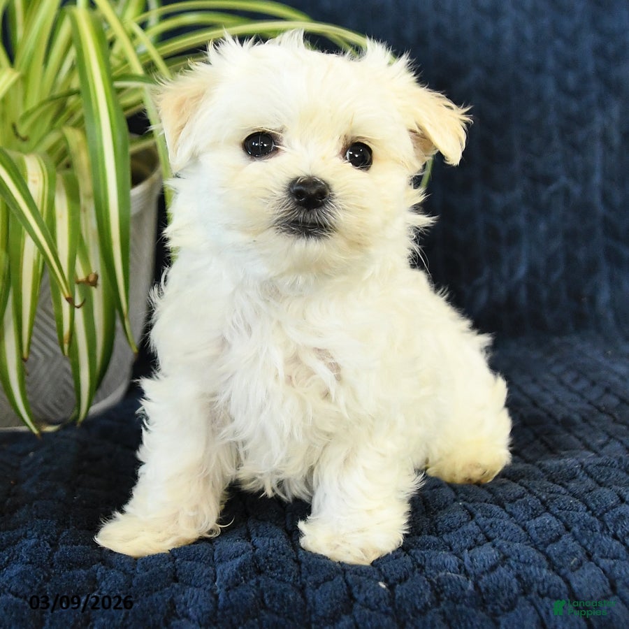 Maltese dogs Kenzie - Ad 2