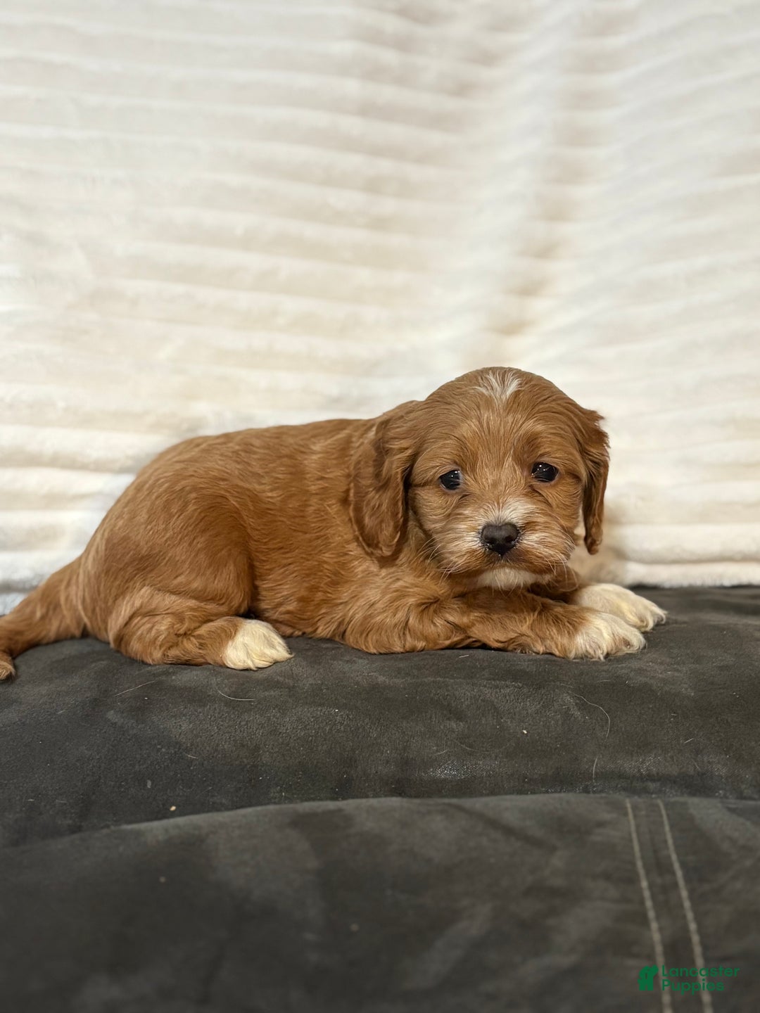 Cockapoo dogs for sale: Barkley - Ad 3