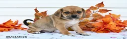 Puggle dogs for sale: Buster - Ad 3