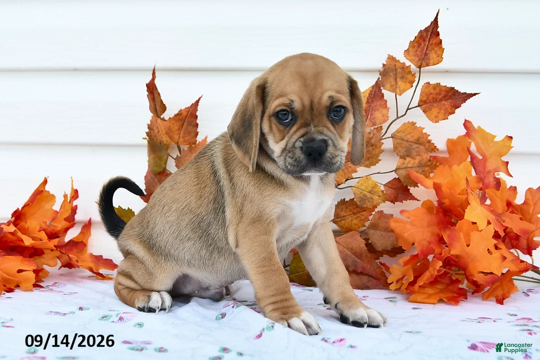 Puggle dogs for sale: Buster - Ad 3
