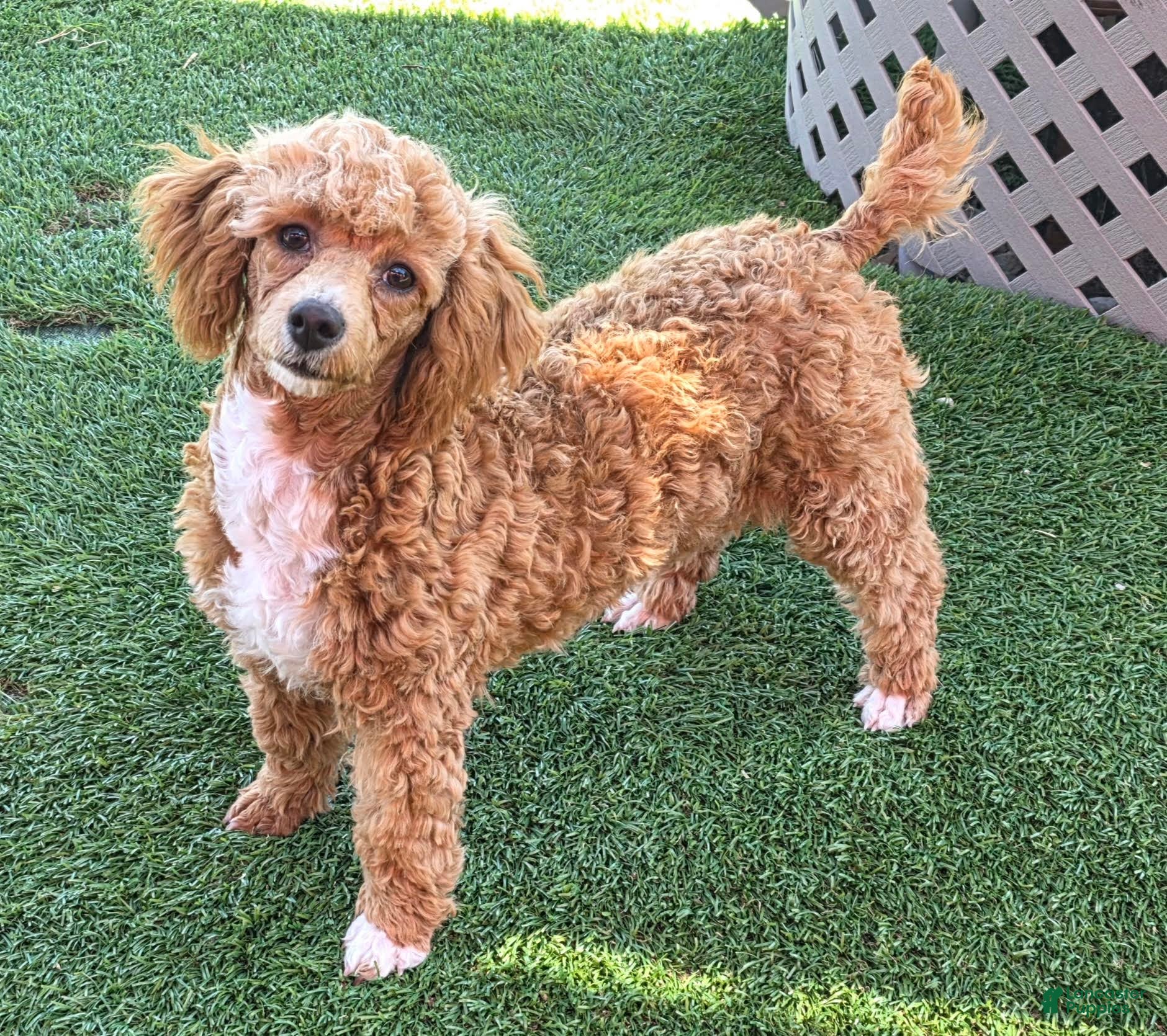 Standard Poodle dogs Cloud - Ad 2