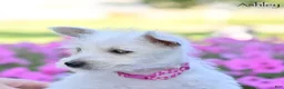 West Highland Terrier dogs for sale: Ashley  - Ad 1