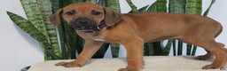 Rhodesian Ridgeback dogs for sale: Bailey - Ad 1