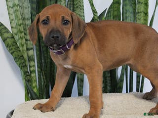 Rhodesian Ridgeback dogs Bailey - Ad 5