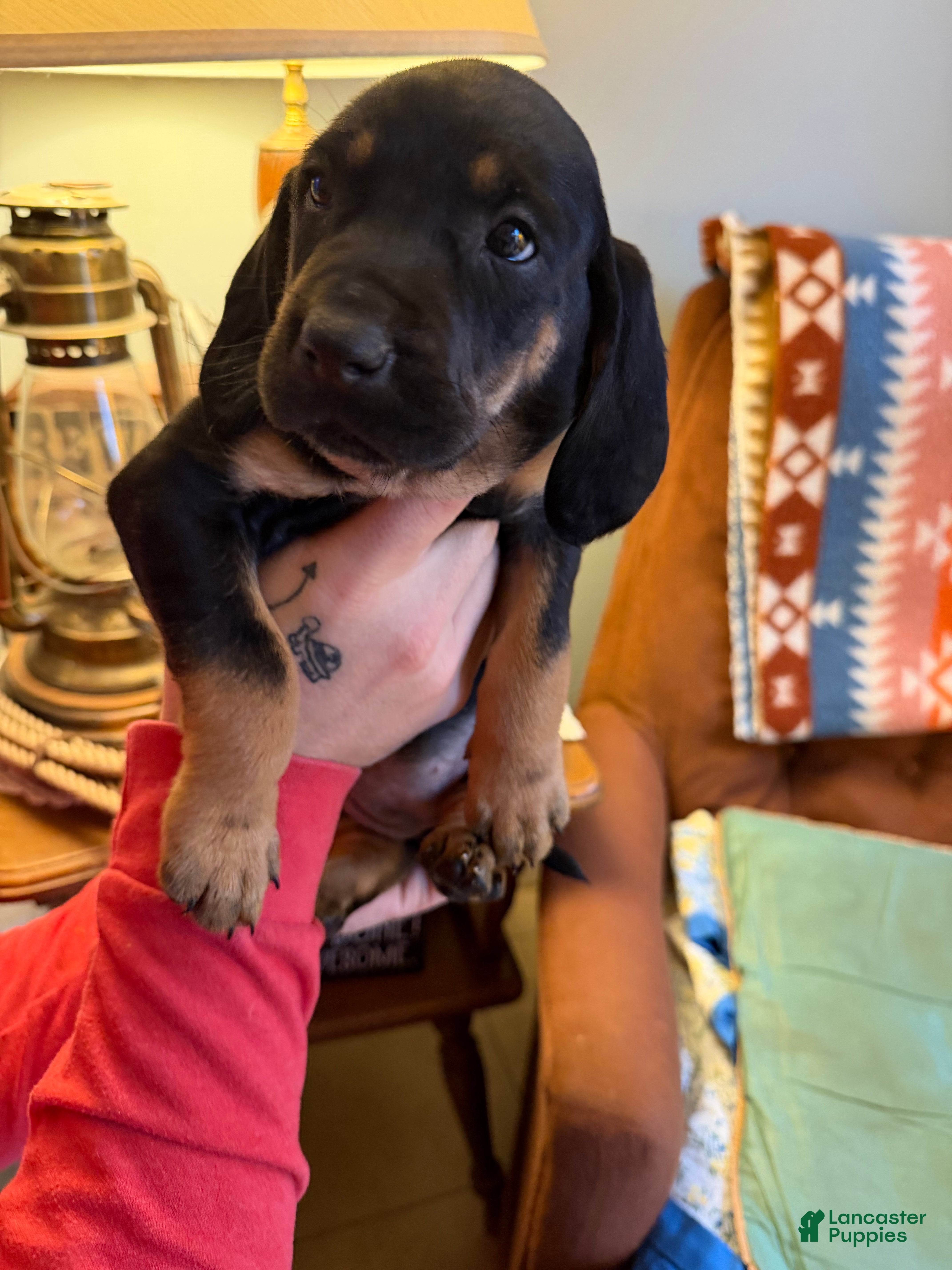 Mixed Breed dogs Shay - Ad 4