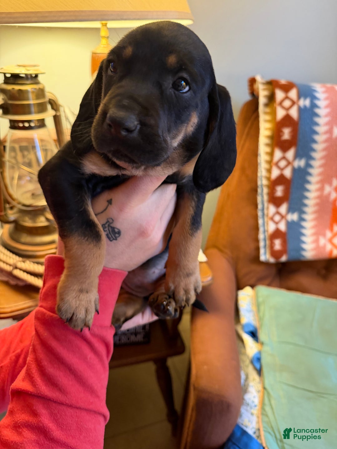 Mixed Breed dogs for sale: Shay - Ad 1