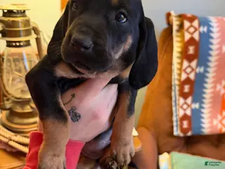 Mixed Breed dogs Shay - Ad 18