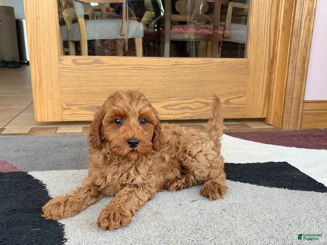 Cockapoo dogs for sale: Ray - Ad 4