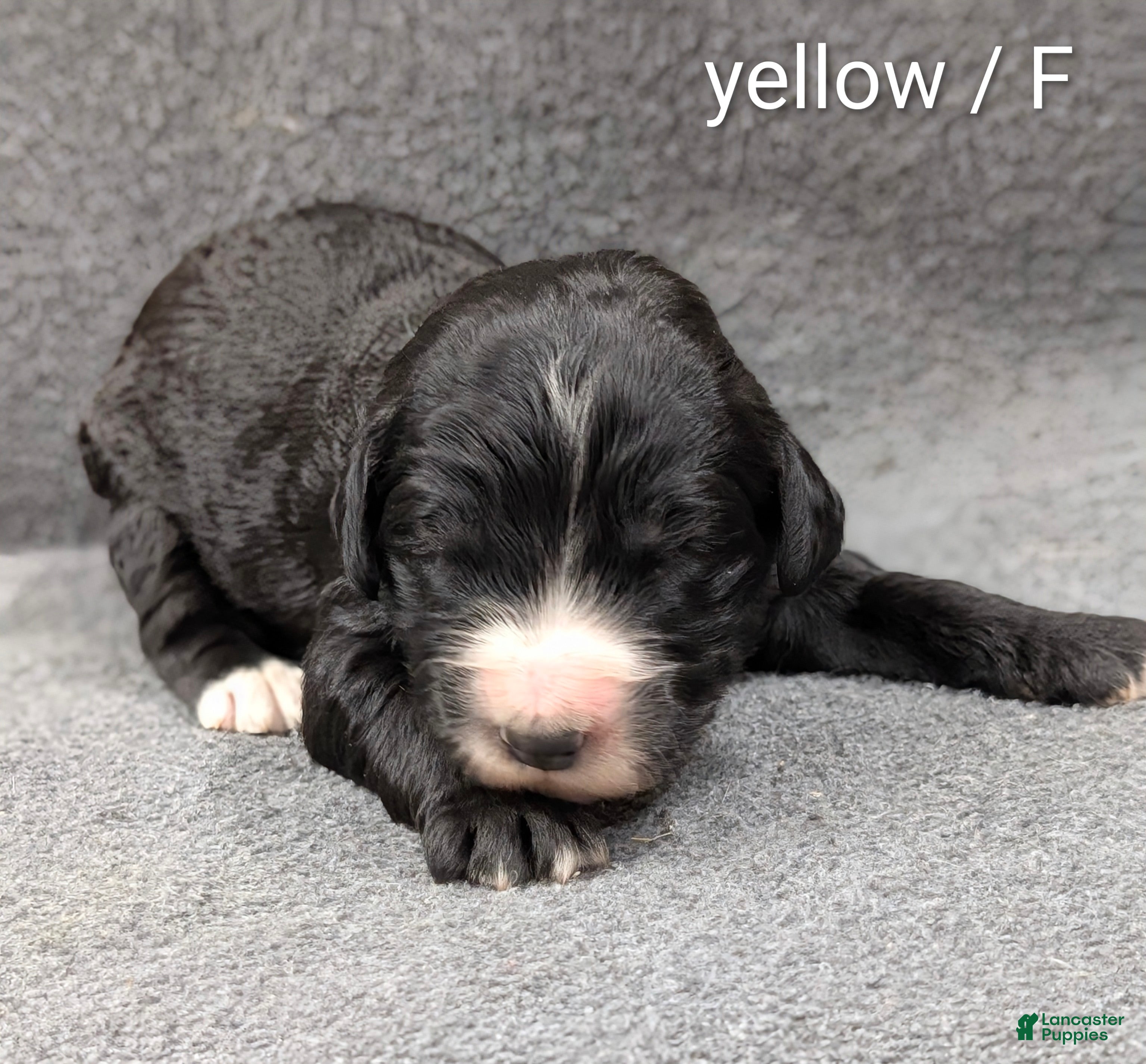 Sheepadoodle dogs Yellow Collar - Ad 1
