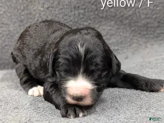 Sheepadoodle dogs for sale: Yellow Collar - Ad 3