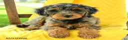 Mini Bernedoodle dogs for sale: Charlotte - Ad 5