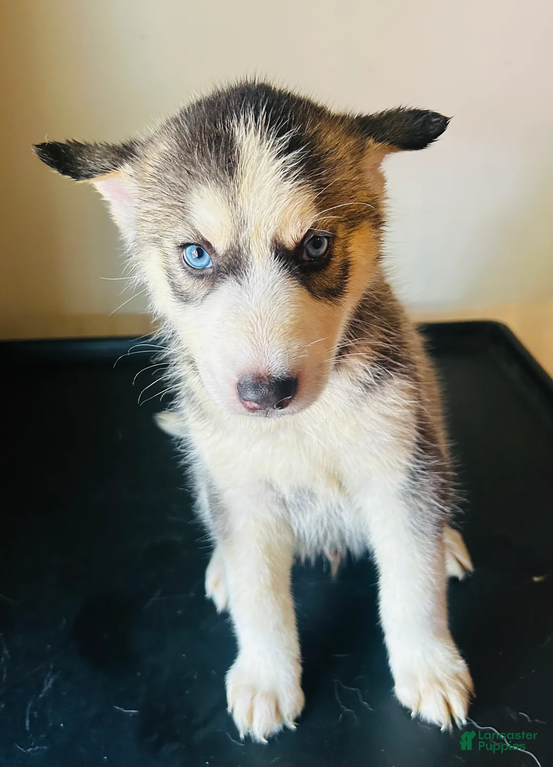 Siberian Husky dogs for sale: Siberian Husky 3 Asher - Ad 1