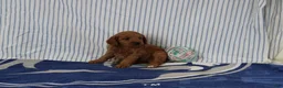 Mini Goldendoodle dogs for sale: Maple - Ad 2