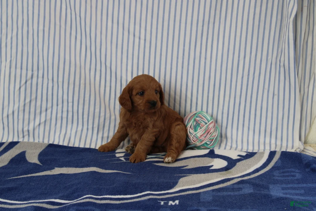 Mini Goldendoodle dogs for sale: Maple - Ad 2