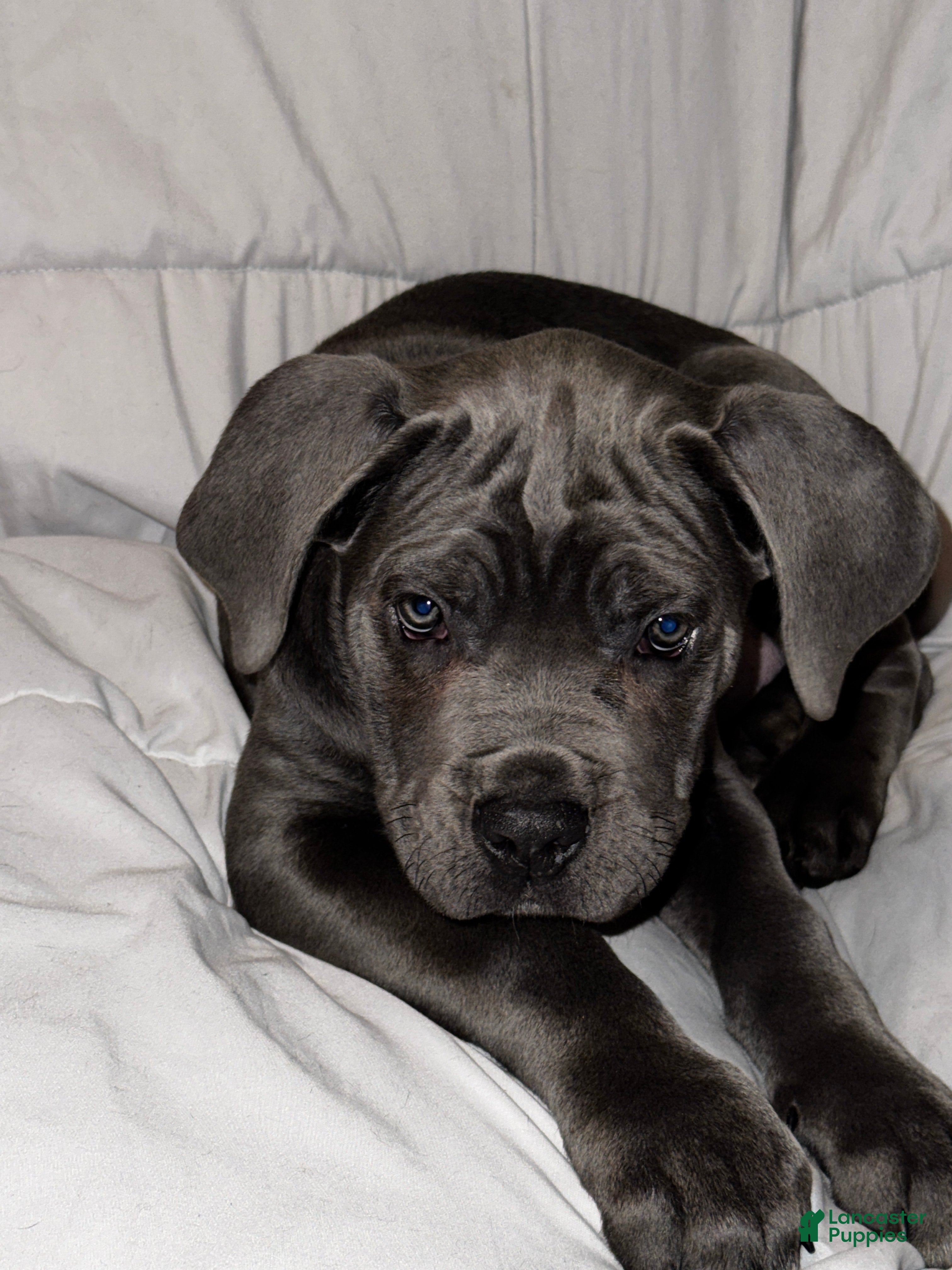 Cane Corso dogs for sale: Drako - Ad 3
