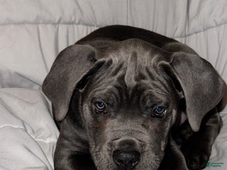 Cane Corso dogs for sale: Drako - Ad 3