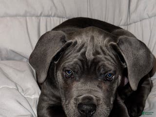 Cane Corso dogs Drako - Ad 27