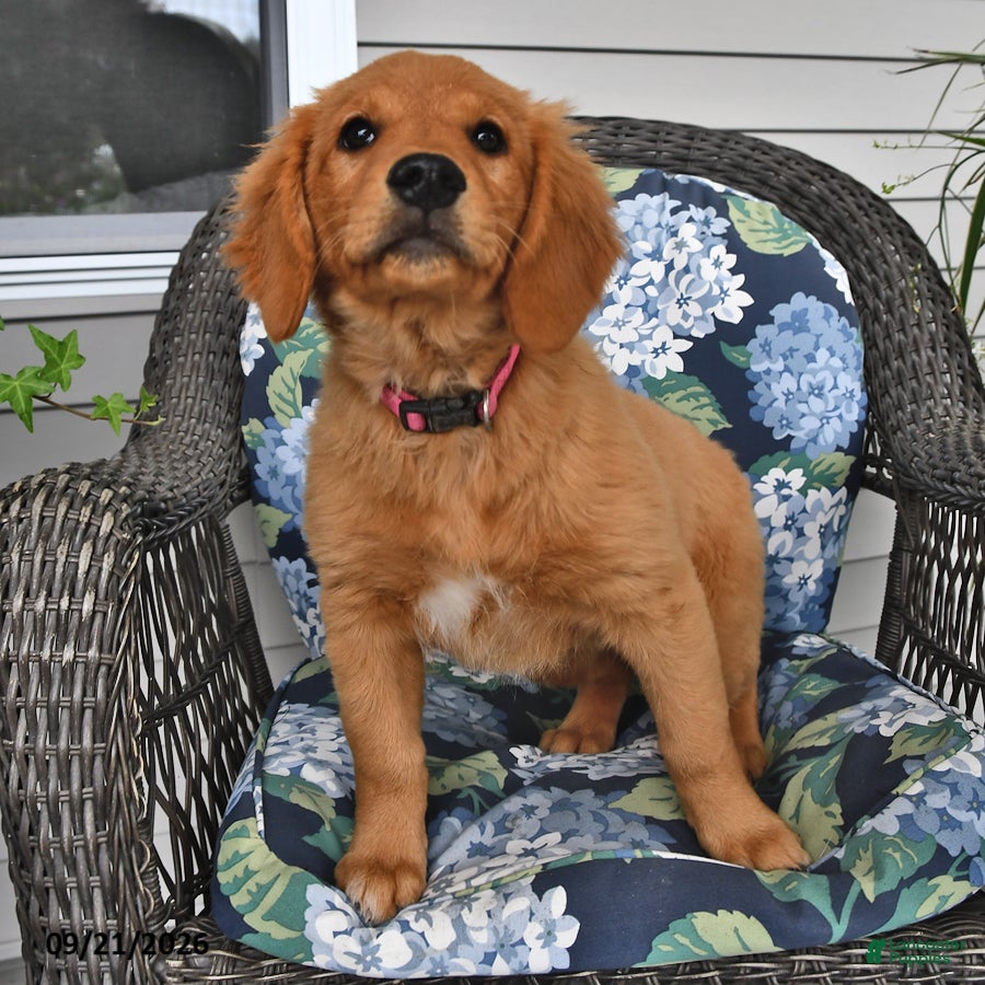 Golden Retriever dogs Poppy - Ad 2
