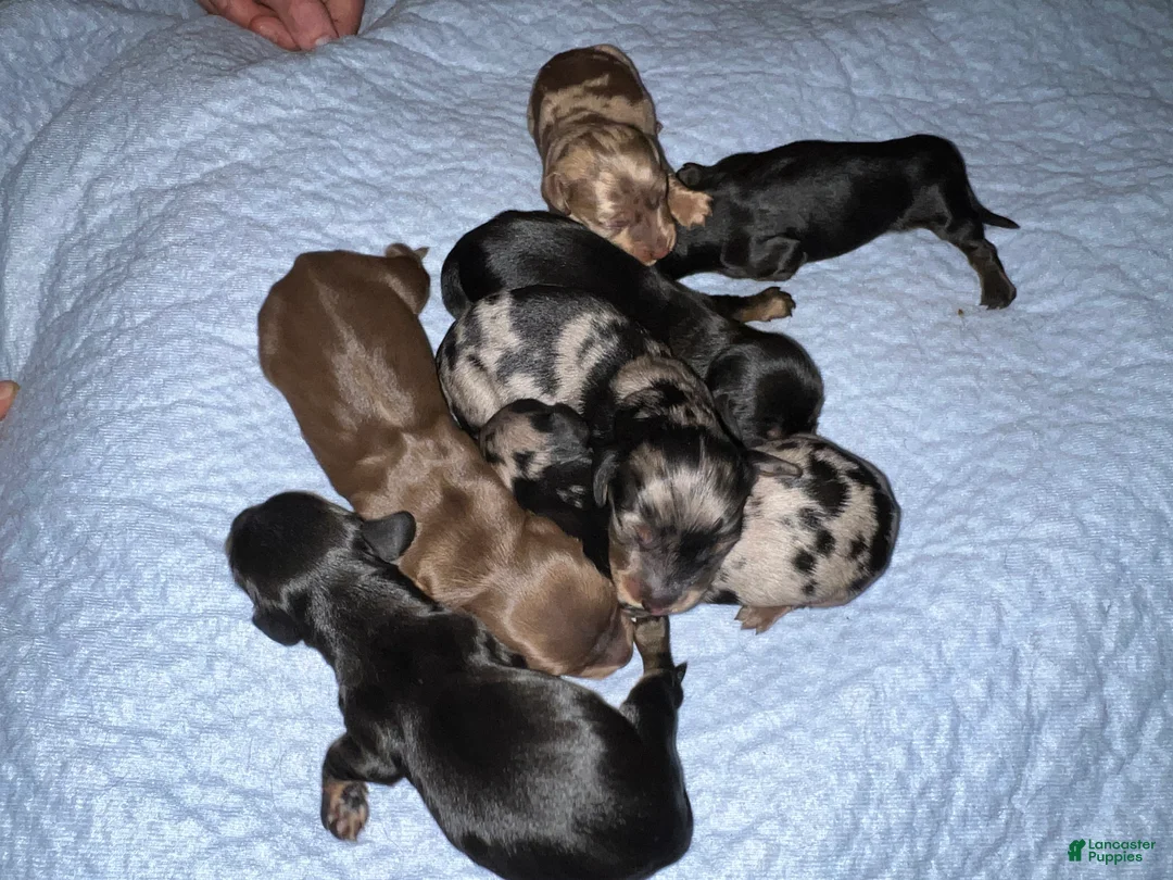 Dachshund dogs for sale: Chocolate mini long coat - Ad 35