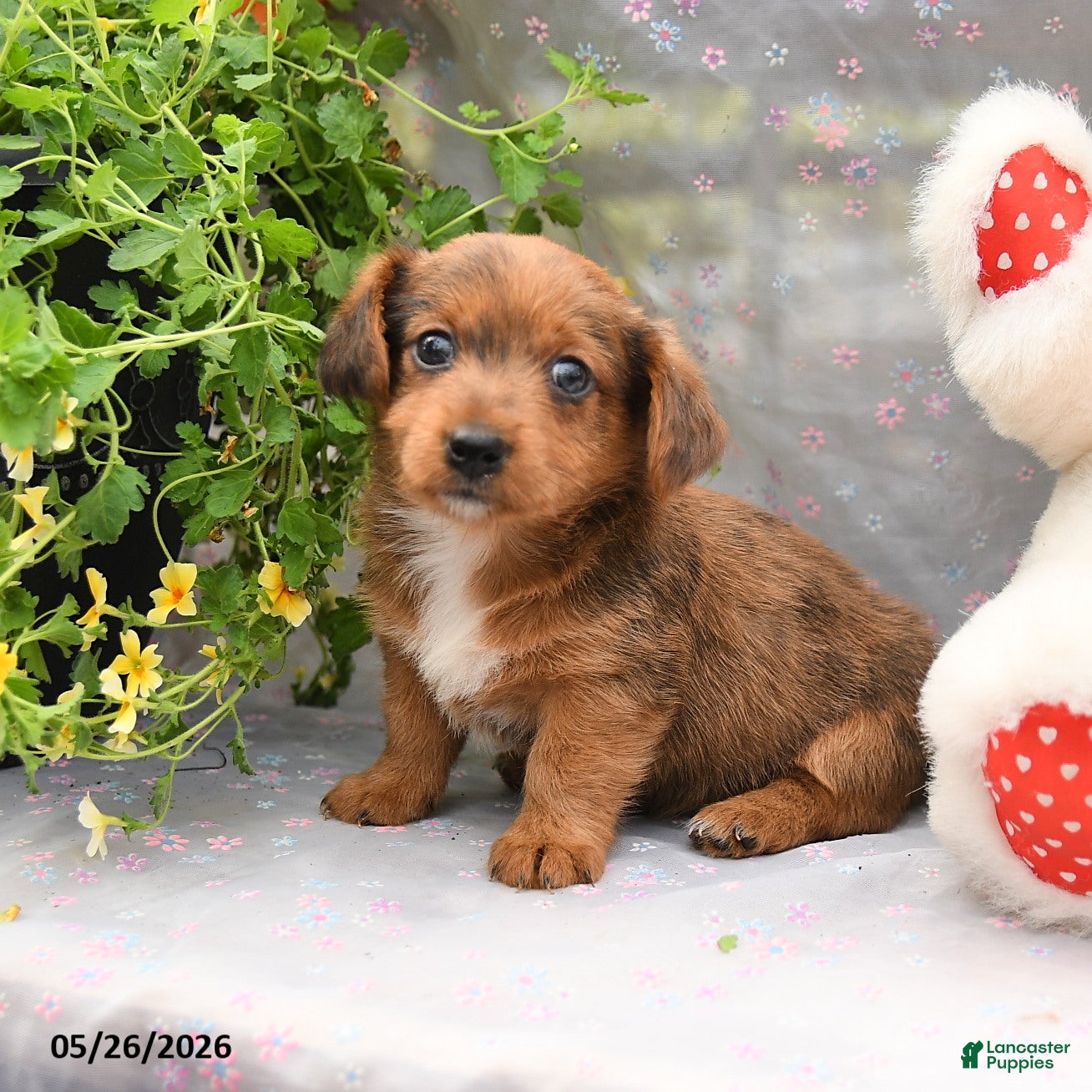 Dorkie dogs Petey - Ad 2