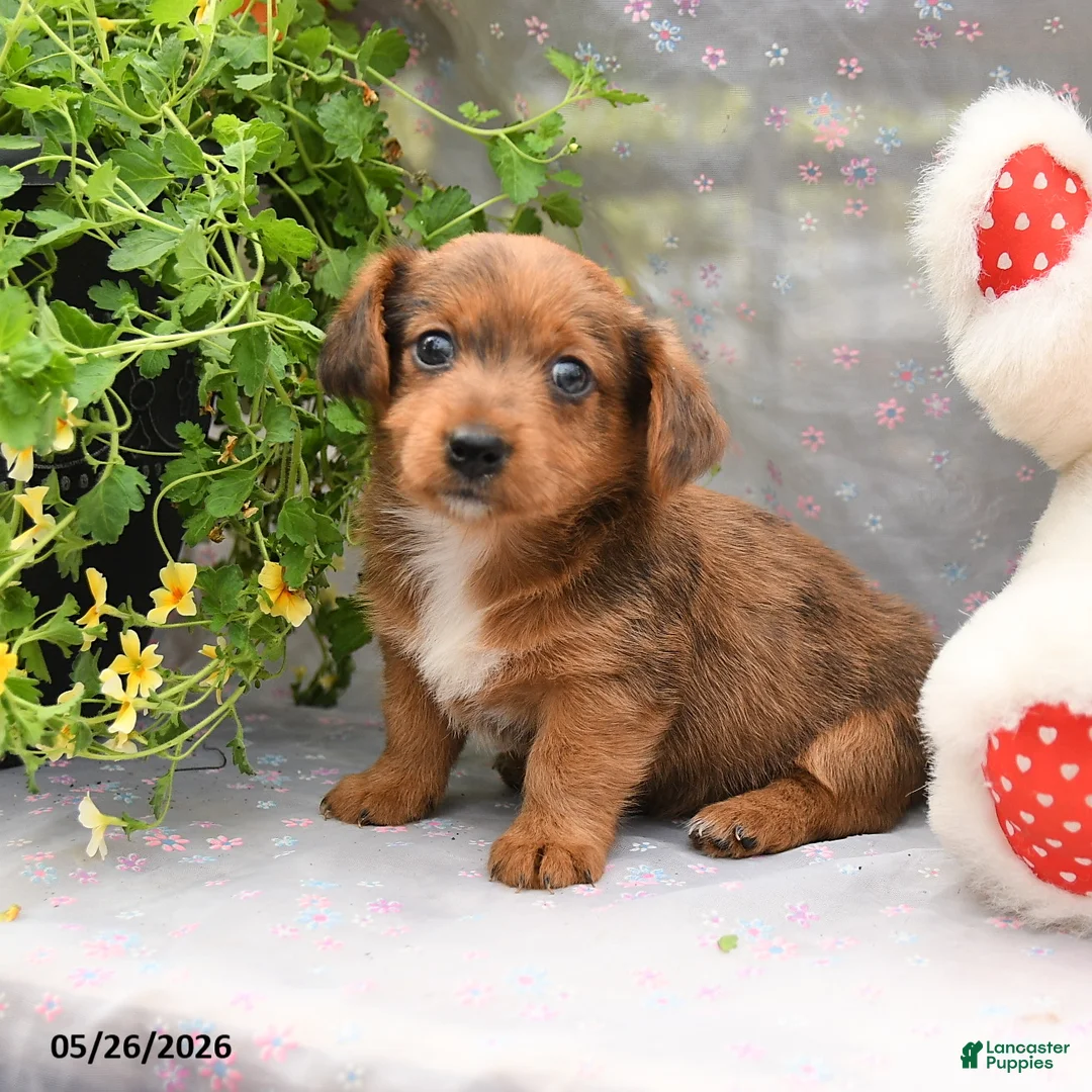 Dorkie dogs for sale: Petey - Ad 2