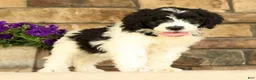 Saint Berdoodles dogs for sale: Frilly - Ad 5