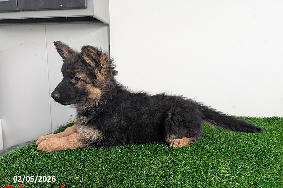 German Shepherd dogs Charlotte - Ad 2