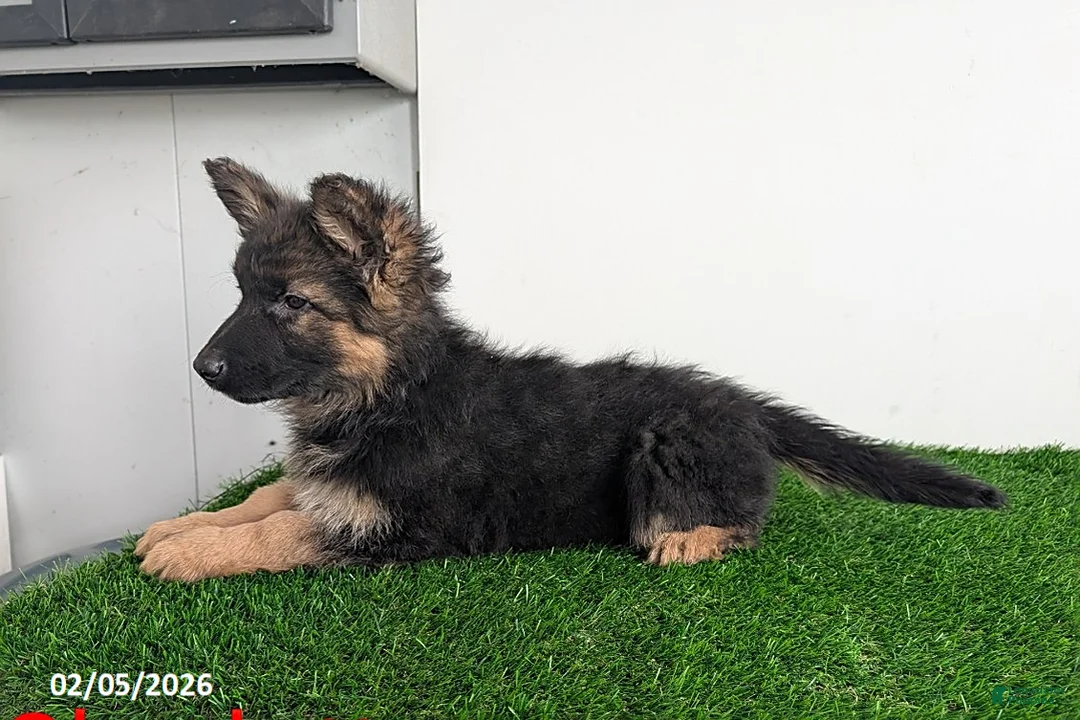 German Shepherd dogs for sale: Charlotte - Ad 2