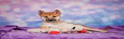 Shiba Inu dogs for sale: Luna - Ad 6
