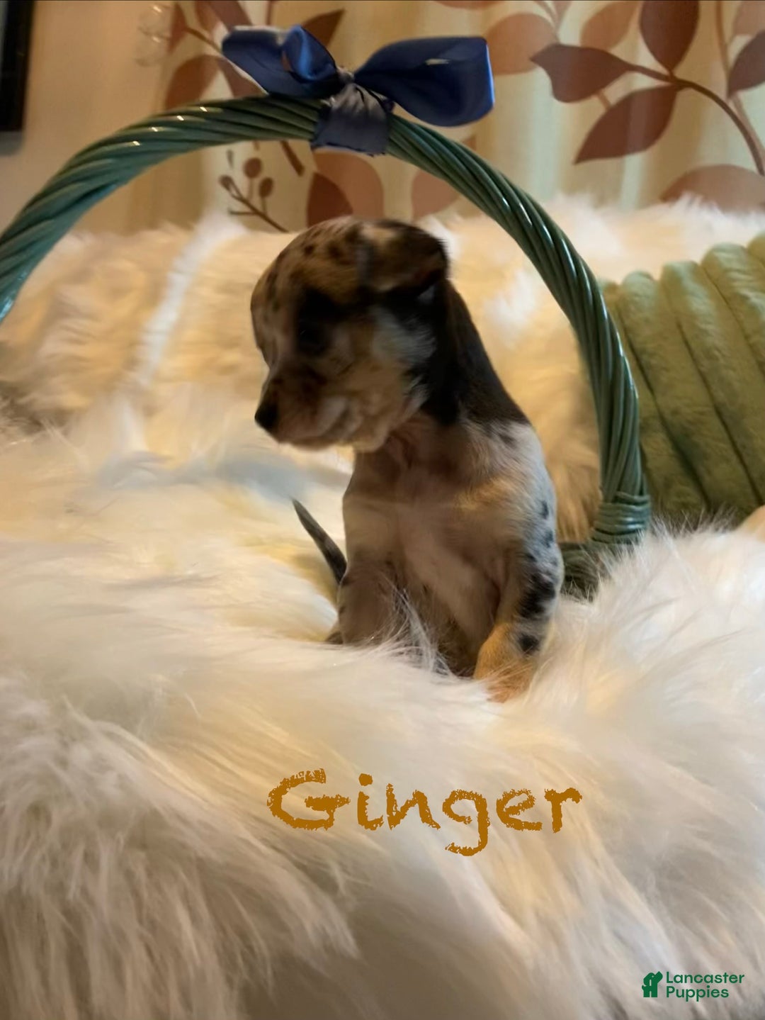 Chihuahua dogs for sale: Chihuahua Puppy Ginger - Ad 2