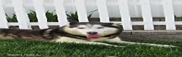 Siberian Husky dogs for sale: Blazer - Ad 3