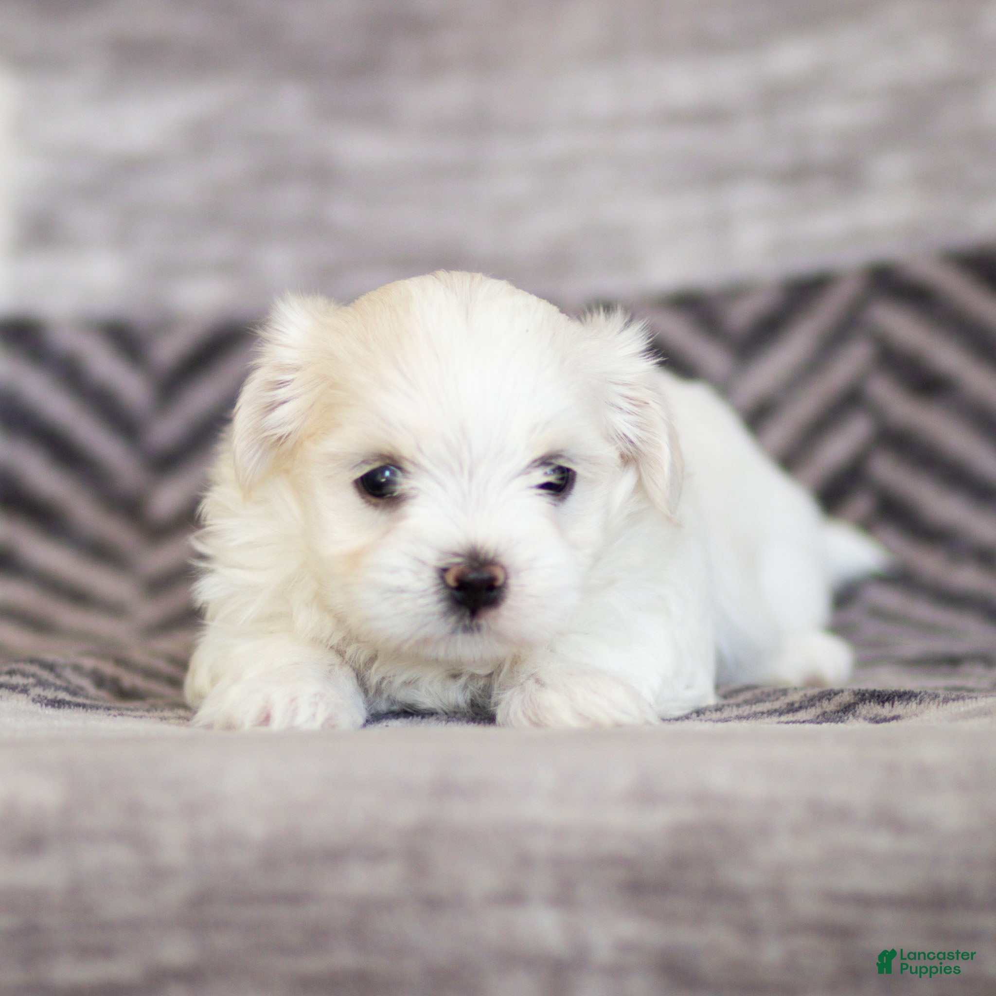 Maltese dogs Maggie Maltese Puppy  - Ad 2