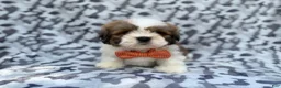 Lhasa Apso dogs for sale: Gannon - Ad 7