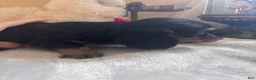 Dachshund dogs for sale: Fritz-Long Hair - Ad 3
