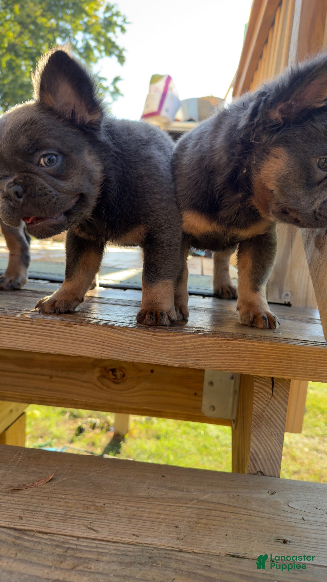 French Bulldog dogs for sale: Seven Jr - Ad 2