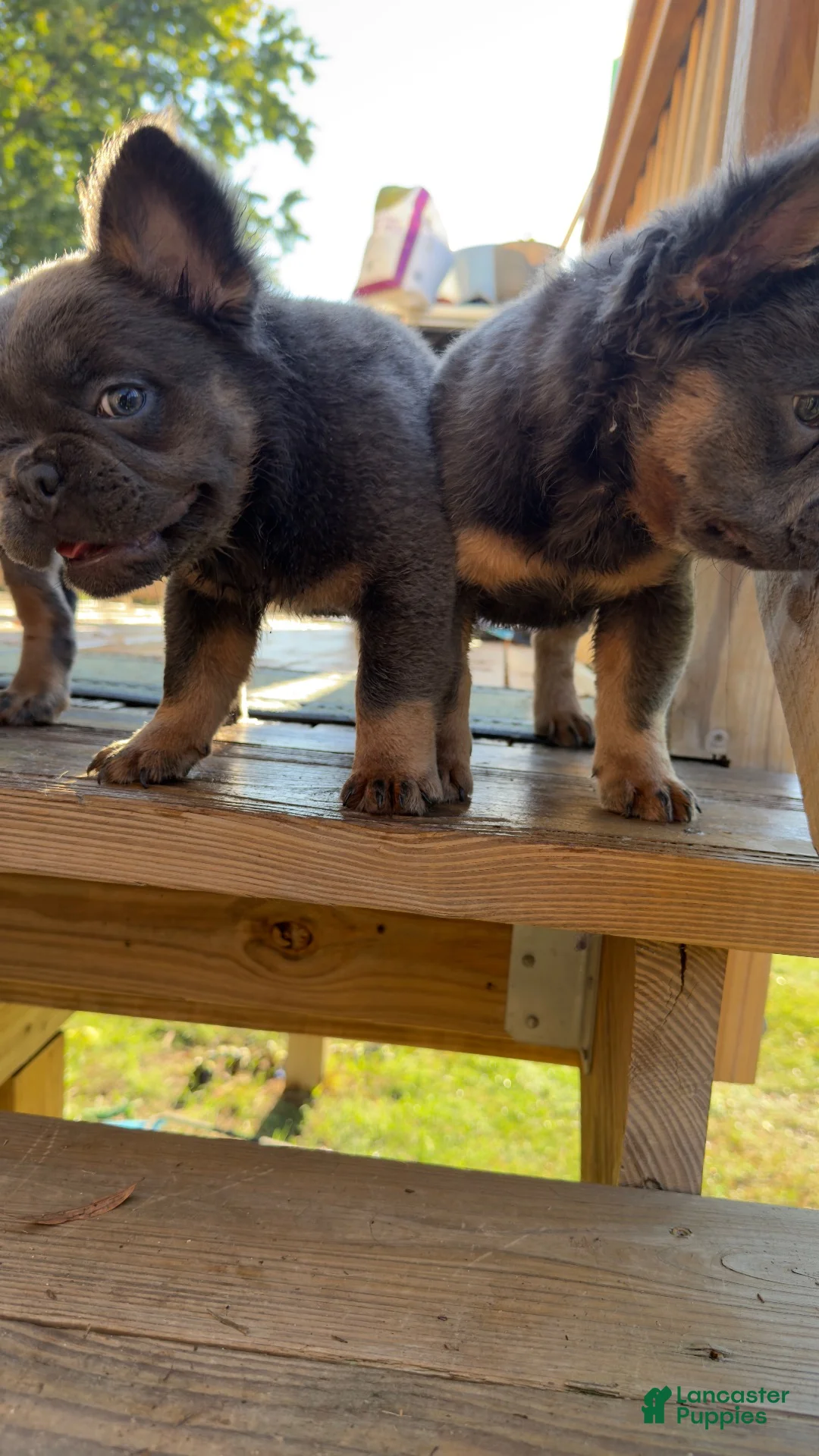 French Bulldog dogs for sale: Seven Jr - Ad 2