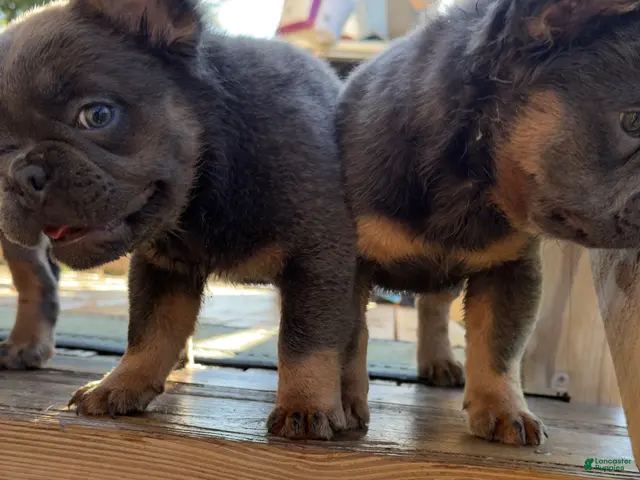 French Bulldog dogs for sale: Seven Jr - Ad 2