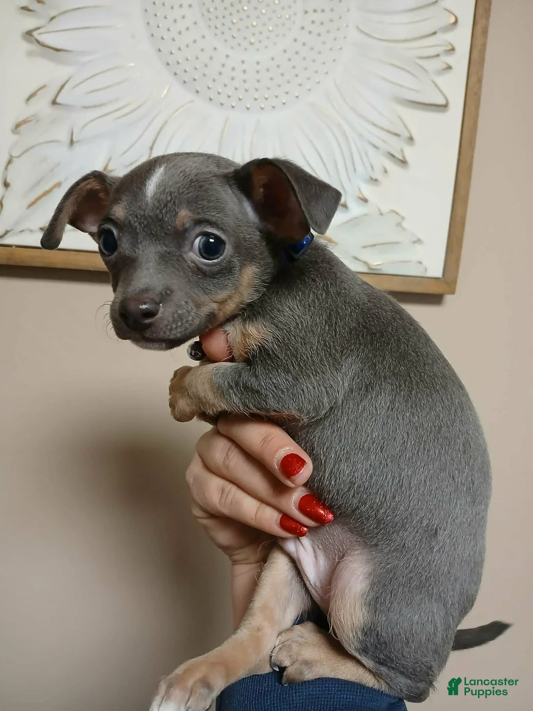 Chihuahua dogs for sale: Ash ( toy ) - Ad 2