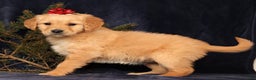 Golden Retriever dogs for sale: Daisy - Ad 1