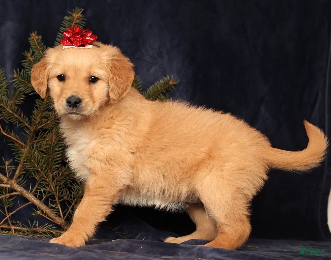 Golden Retriever dogs for sale: Daisy - Ad 1