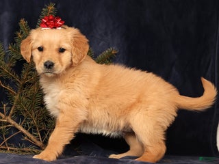 Golden Retriever dogs Daisy - Ad 3