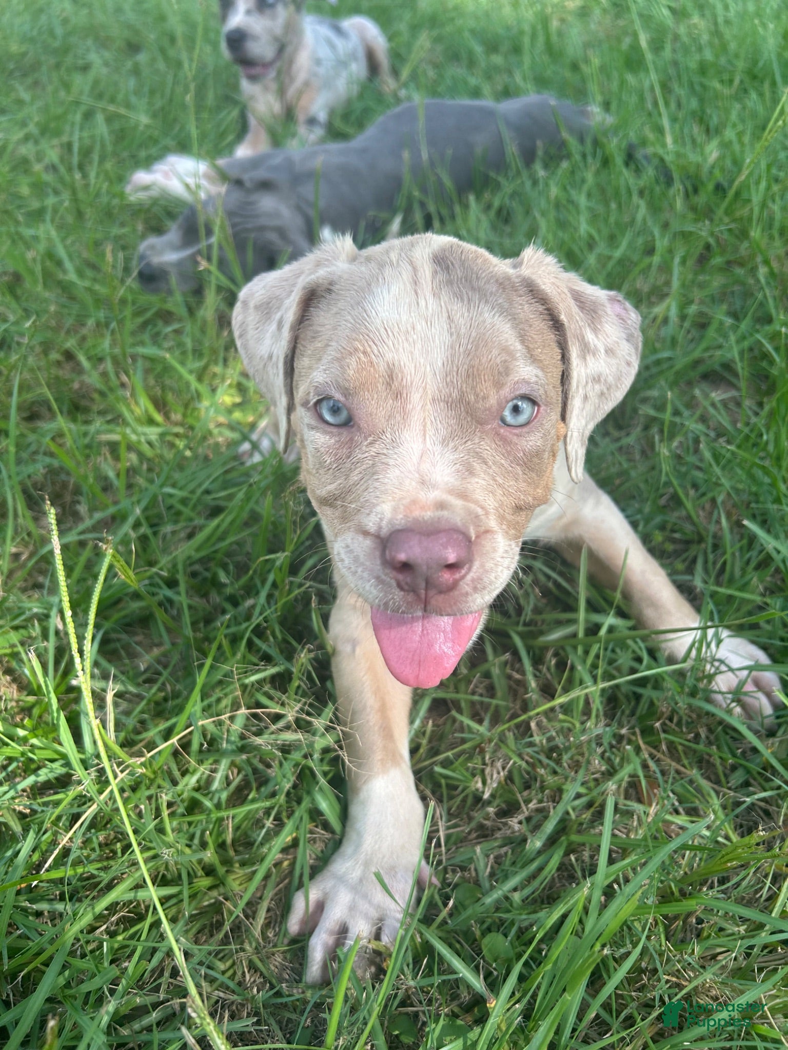 American Pit Bull Terrier dogs American Pit Bull Terrier 1 - Ad 40