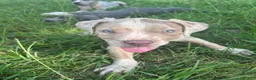 American Pit Bull Terrier dogs for sale: American Pit Bull Terrier 1 - Ad 1