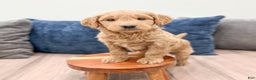 Mini Goldendoodle dogs for sale: Marshall - Ad 2