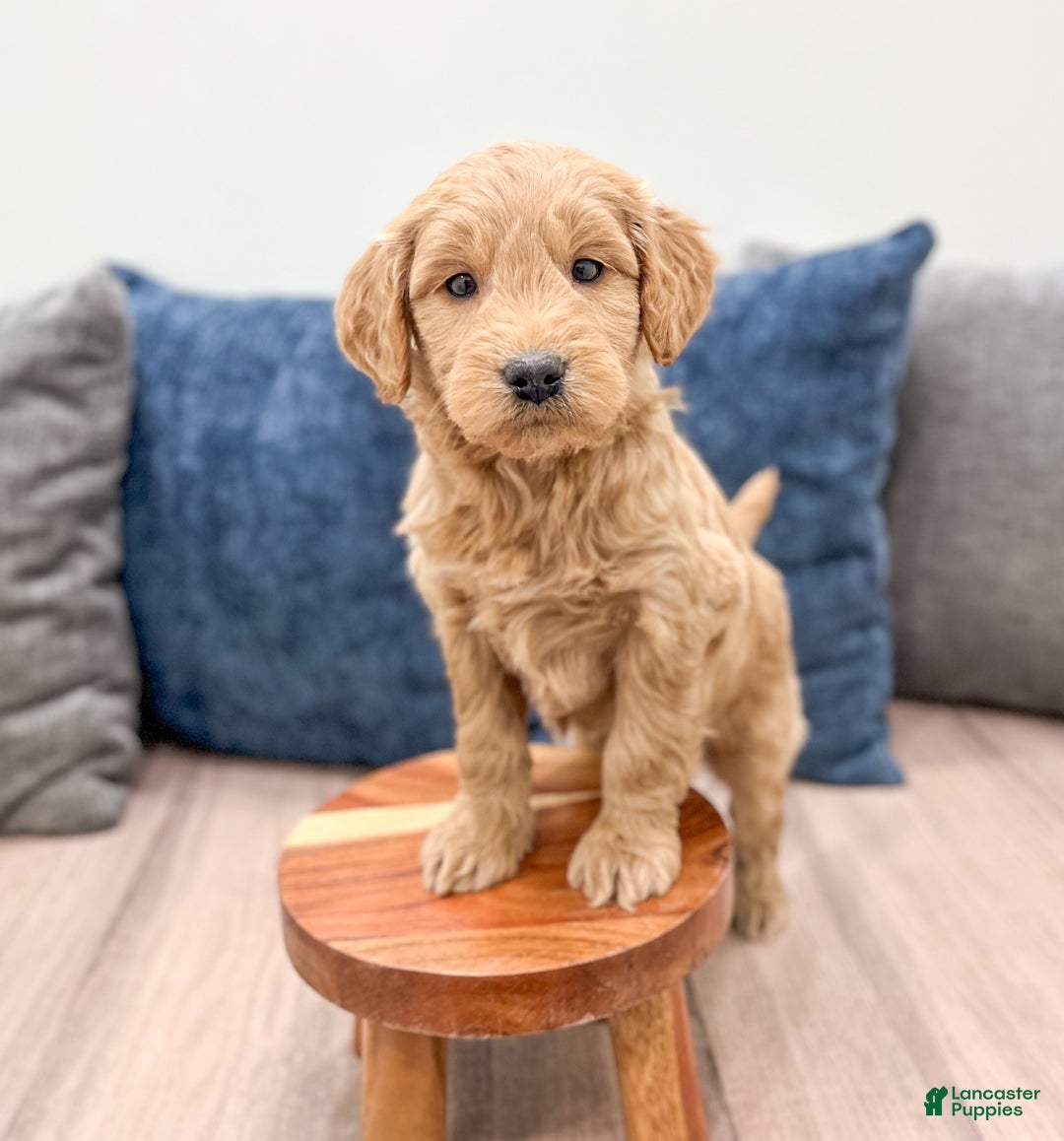 Mini Goldendoodle dogs for sale: Marshall - Ad 2
